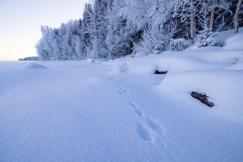 Footsteps in the snow by Martijn Smeets