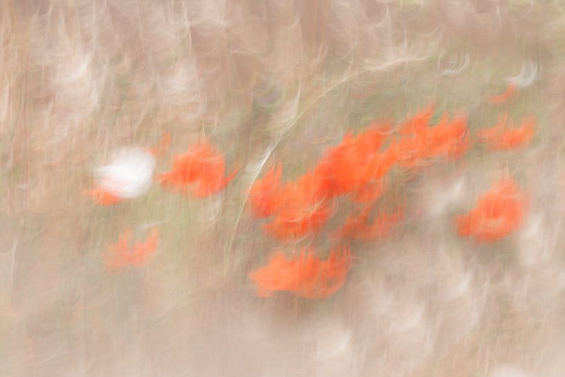 Calamus von Ingrid Van Damme fotografie