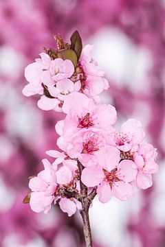 Roze perzikbloesems van ManfredFotos