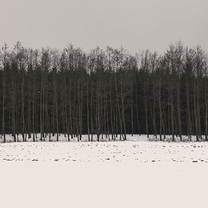 Wald minimal