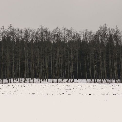 Wald minimal