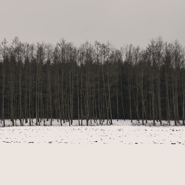 Wald minimal van Lena Weisbek
