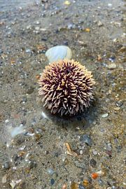 Close-up of a sea urchin in the surf zone by Theodor Decker