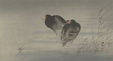 Ohara Koson - Zwei Moorhühner (bearbeitet) von Peter Balan