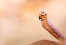 Marienkäfer von Rianne van Diemen