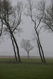 Leaning trees near Thesinge by Erik Buitenhuis