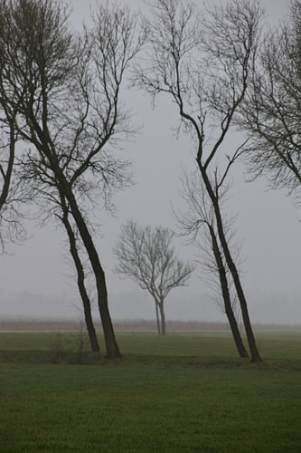 Scheve bomen bij Thesinge