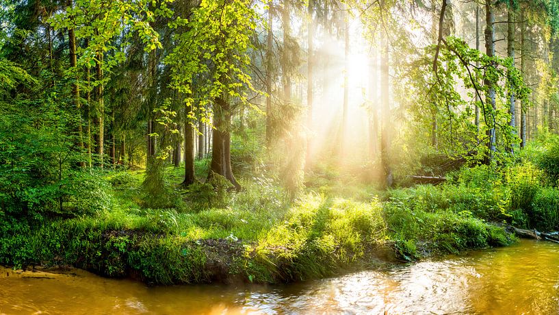Wald mit Bach bei Sonnenaufgang van Günter Albers