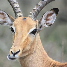 Impala von Wim Franssen