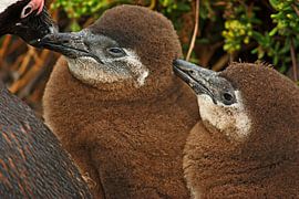 southafrica ... youngsters by Meleah Fotografie