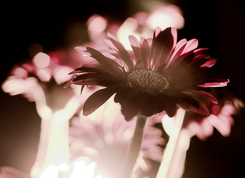 Gerbera