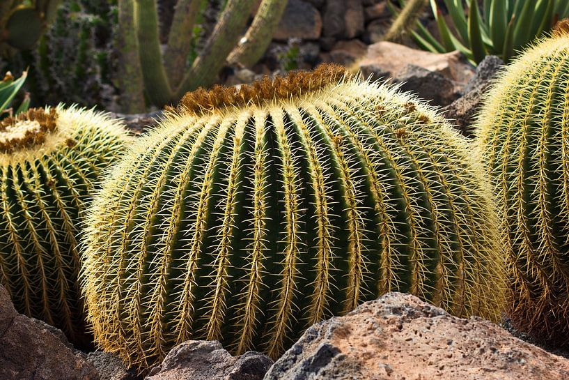 Cacti sur Lanzarote 2 par Anja B. Schäfer