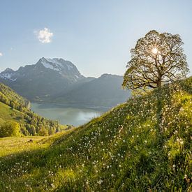 Mountain spring over the Wägitalersee with mountain maple - Panorama by Pascal Sigrist - Landscape Photography