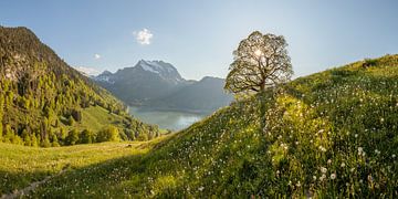 Bergfrühling über dem Wägitalersee mit Berg-Ahorn - Panorama von Pascal Sigrist - Landscape Photography