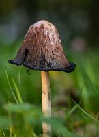 Mushroom, fungus