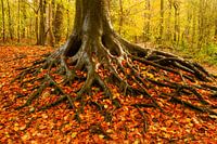 Bel arbre en automne.