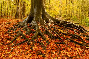 Prachtige boom in de herfst. van delkimdave Van Haren