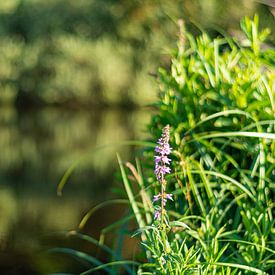 Eine lila Blume im Schilfgürtel von Dylan Bakker