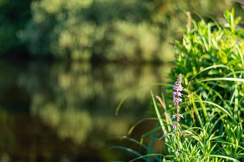 Een paarse bloem in de rietkraag