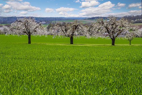 Paysage printanier avec cerisiers en fleurs