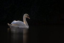 Zwaan in een donkere omlijsting van Menno Schaefer