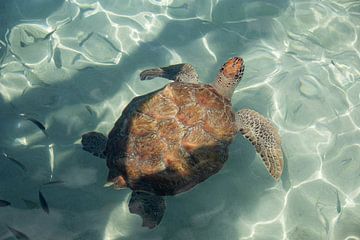Wild turtle on Curacao. by Janny Beimers