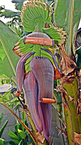 a banana heart and green bananas in my garden