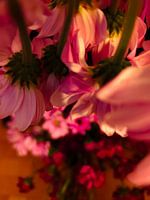 Upside Down, Chrysanthemum