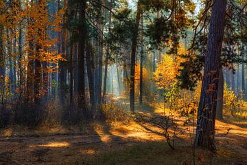 zonnig herfstbos van Mykhailo Sherman