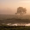Morning fog by Ellen Gerrits