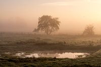 Morning fog
