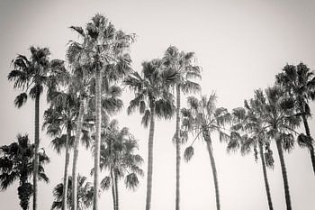 Californië Palmen Vintage Monochroom