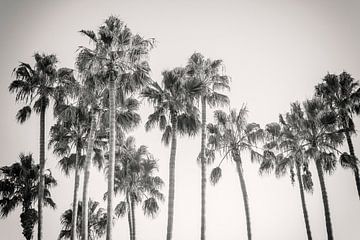 Kalifornische Palmen Vintage Monochrom von Joseph S Giacalone Photography