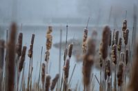 Als de mist niet mist