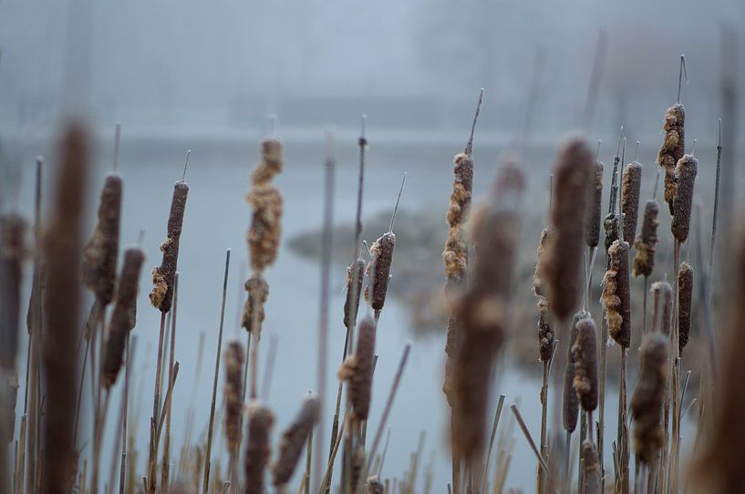 Als de mist niet mist by Geert Jan Klinkhamer
