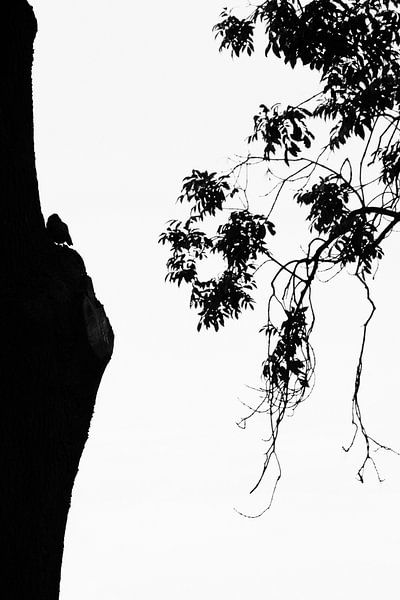 Uil in silhouet van Carol Thoelen