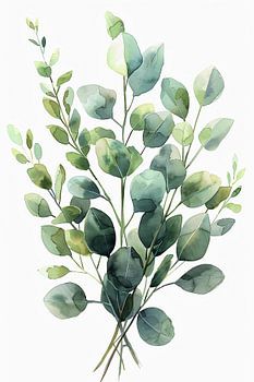 Eukalyptus