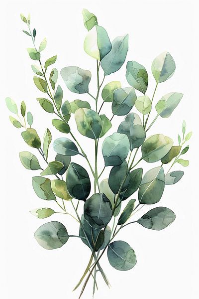eukalyptus by haroulita