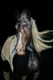 Angel sur Eilandkarakters Ameland