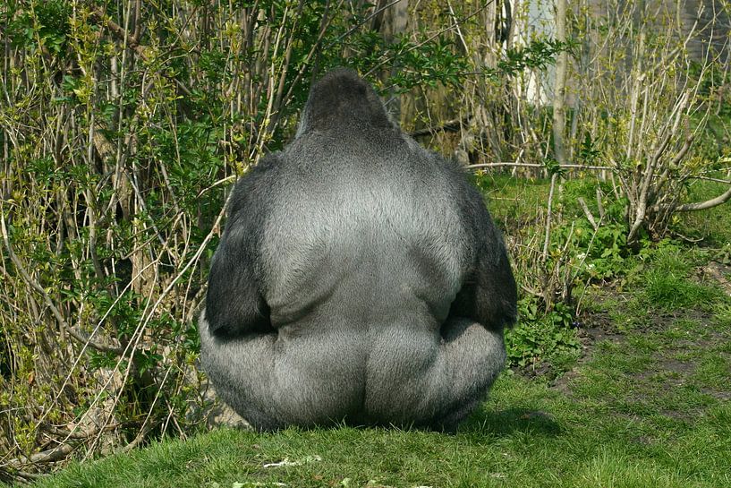 Gorilla in groen by Cornelis van Deursen