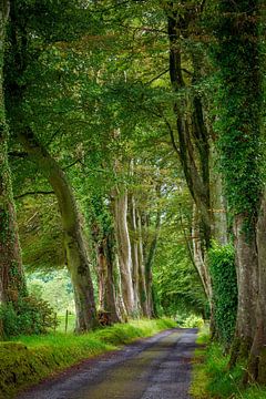 Allée d'arbres en Irlande sur Roland Brack