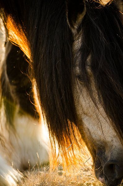 Daragh by Merel Bormans