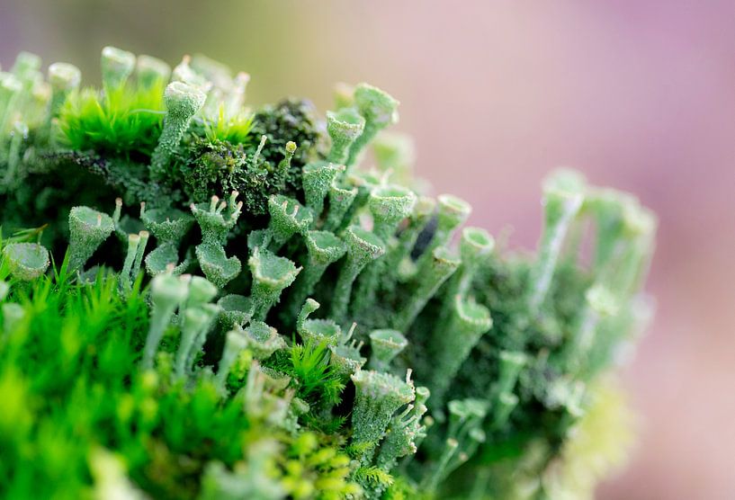 Cup moss by Gabie Oostelbos