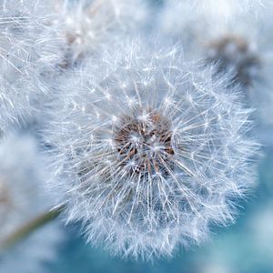 Pusteblume