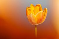 Tulpe brennt