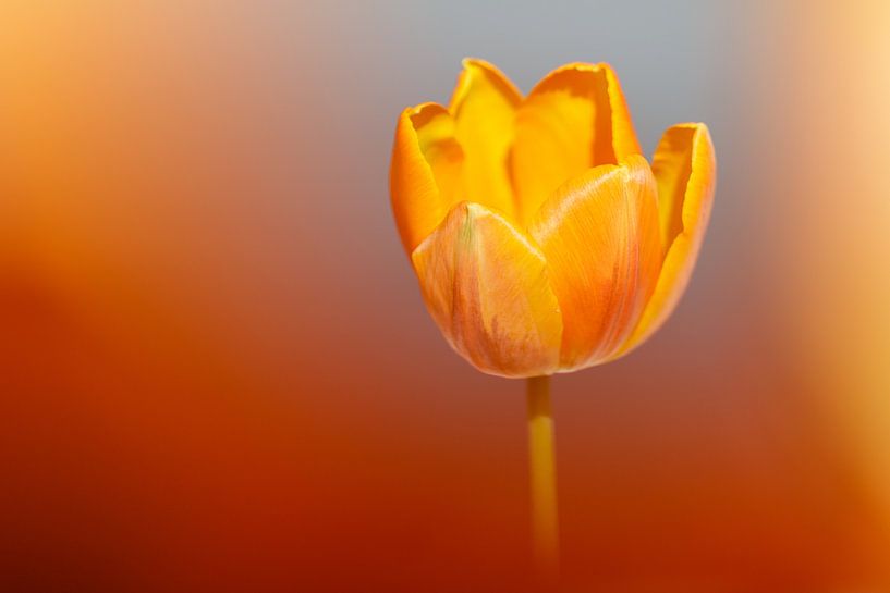 Tulpe brennt von Karin Bijpost
