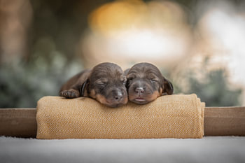 Duo newborn puppy's Newborn Puppy Photo Shoot