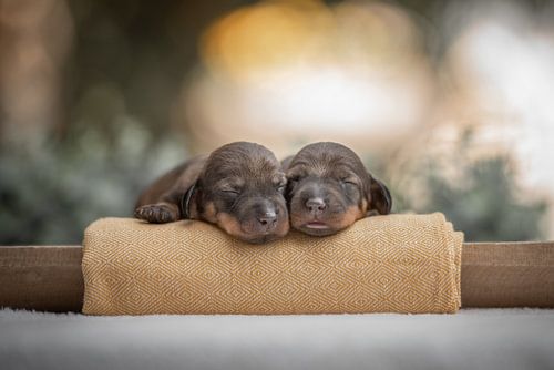Duo pasgeboren puppy's Newborn Puppy Fotoshoot