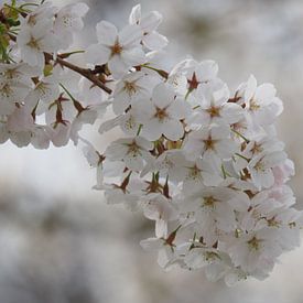 Spring light by Kirsten van Engelenburg