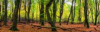 Panorama Beech Forest by Coen Weesjes thumbnail